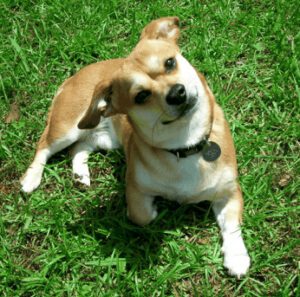 Chihuahua Dachshund mix