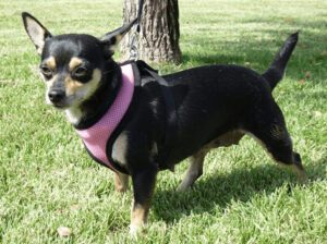 Chihuahua Dachshund mix