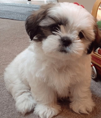 Pomeranian Shih Tzu mix