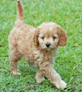 Scottish Terrier Poodle Mix