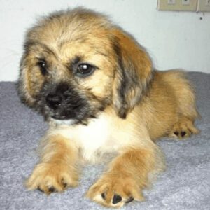Shih Tzu Dachshund Mix