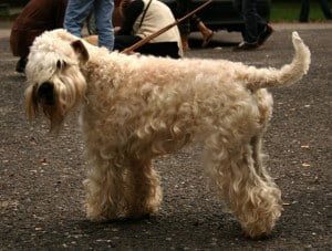 Softcoated Wheaten Terrier
