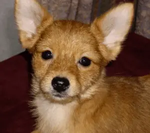 Yorkie Chihuahua mix 300x265