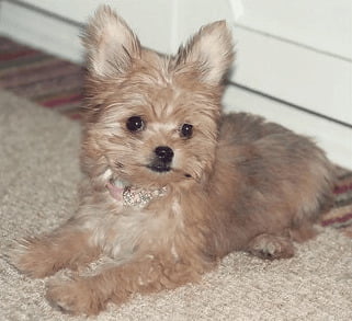 Yorkie Chihuahua mix