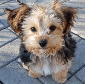 Yorkshire Terrier Poodle Mix AKA Yorkipoo