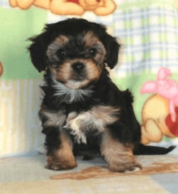 Yorkshire Terrier Poodle Mix