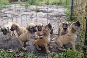 black mouth cur puppies
