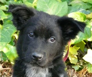 german shepherd border collie mix