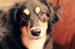 german shepherd border collie mix german shepherd border collie mix