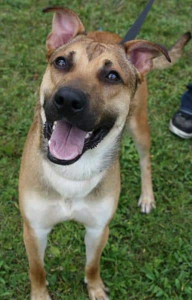 German Shepherd Lab Mix