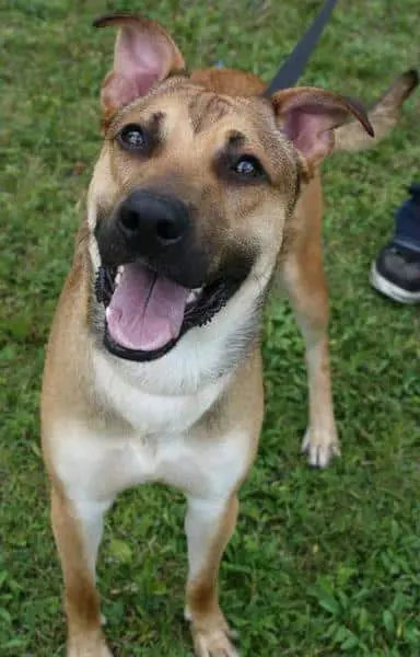 German Shepherd Lab Mix