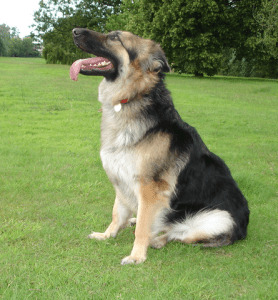 long haired german shepherd