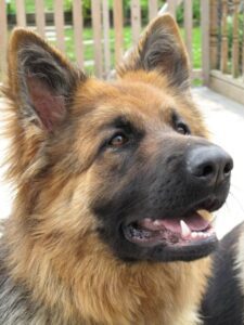 Learn More About The Long Haired German Shepherd | Dogable