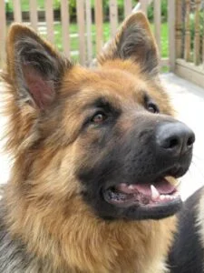long haired german shepherd