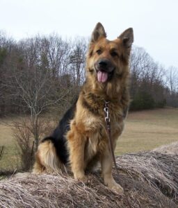 long haired german shepherd