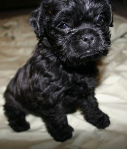Pug Poodle Mix