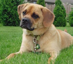 Puggle