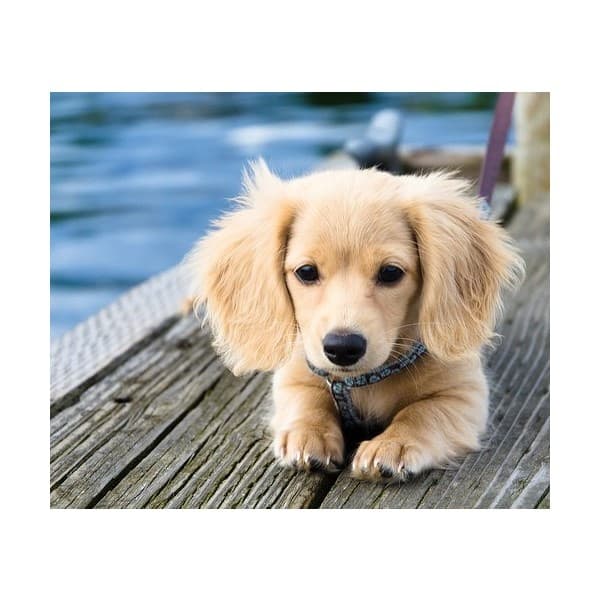 Golden Retriever Dachshund Mix aka Golden Dox Dogable