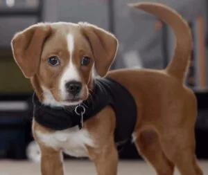 Beagle Chihuahua Mix
