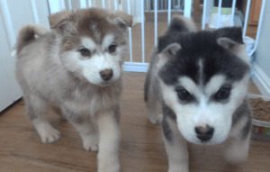 Siberian Husky Alaskan Malamute mix