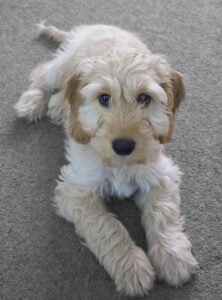 Cocker Spaniel Poodle Mix