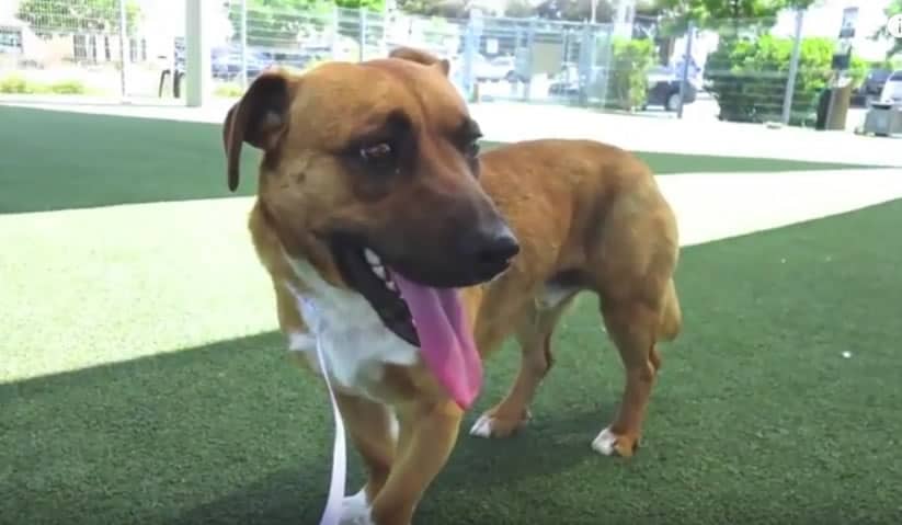 German Shepherd Corgi Mix