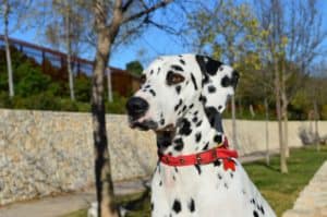 Dalmatian Picture