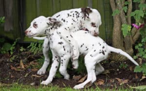Dalmatian Puppies