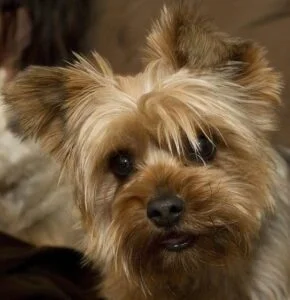 Yorkshire Terrier Training