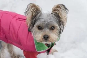 Yorkie Coat