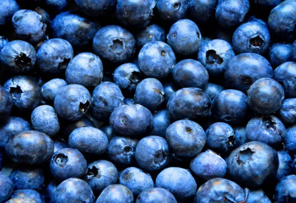 Dogs Eat Blueberries Safe Dogs Eat Blueberries Safe