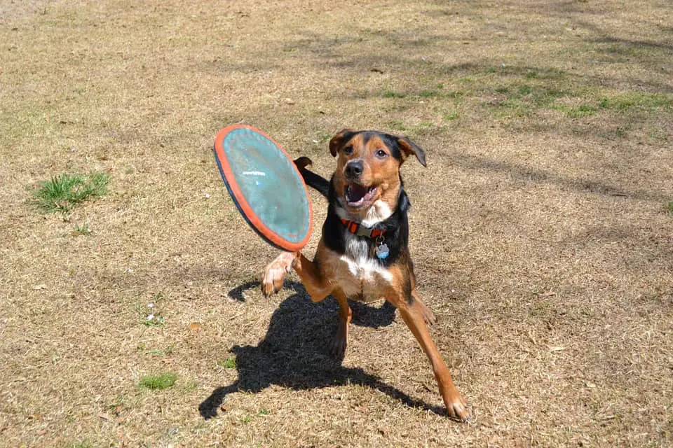 What is The Best Dog Frisbee? (Our Top 8 Picks) Dogable