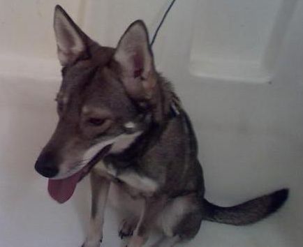 Coyote Dog Mix AKA Coydog