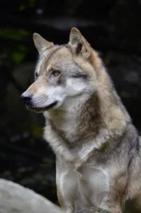 Czechoslovakian Wolfdog