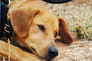 Doxycycline For Dogs