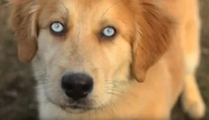 Golden Retriever Husky Mix