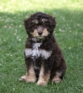 Aussiedoodle