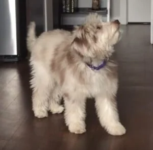 Australian Shepherd Poodle Mix