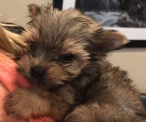 Morkie Puppy