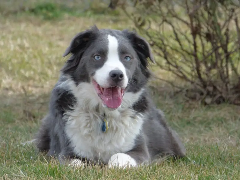 Border Collie Australian Shepherd Mix