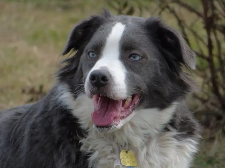 All About the Border Collie Australian Shepherd Mix AKA Border Aussie