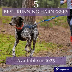 best dog harness for running