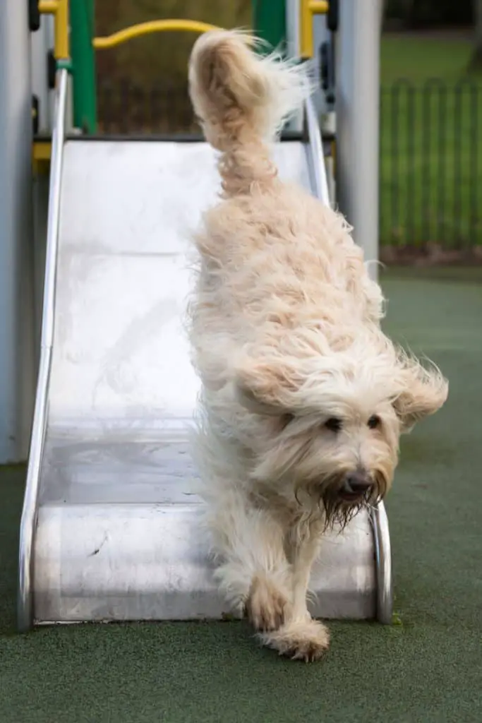 Lab Poodle Mix Training