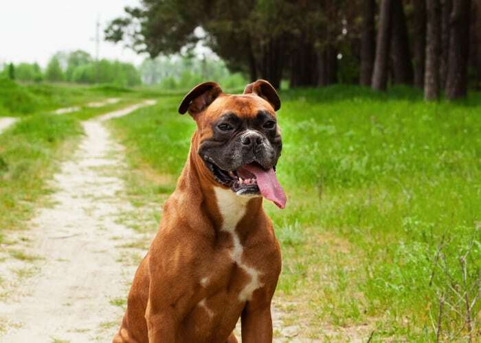 Where to Find European Boxer Puppies for Sale - Dogable