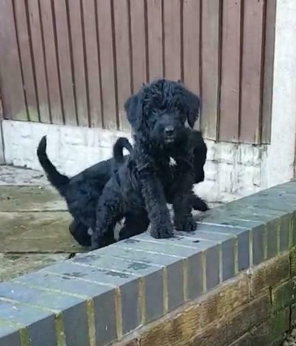 Airedoodle Puppies For Sale