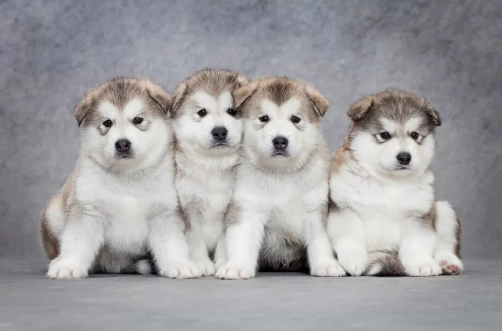 Alaskan Malamute Puppies For Sale