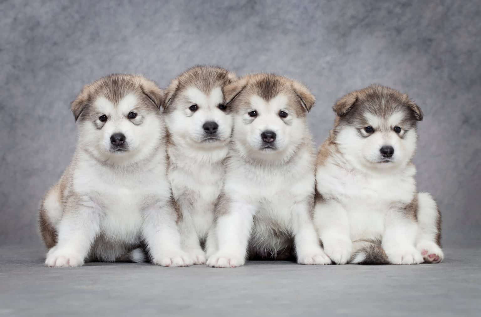 Where to Find Alaskan Malamute Puppies for Sale Dogable