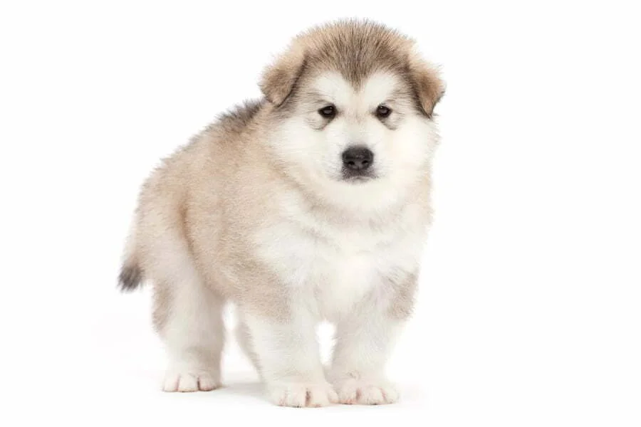 Alaskan Malamute Puppy For Sale
