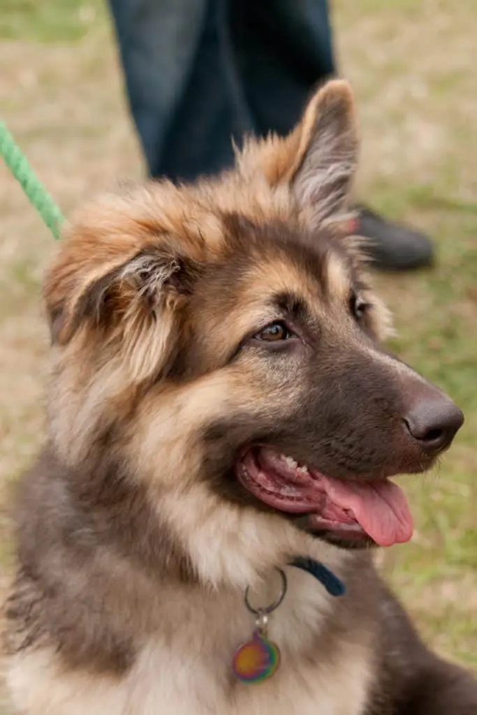 American Alsatian Puppy