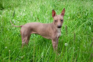 Where to Find American Hairless Terriers for Sale - Dogable